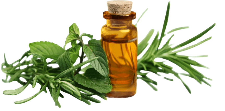 3 herb glass oil bottle and herb